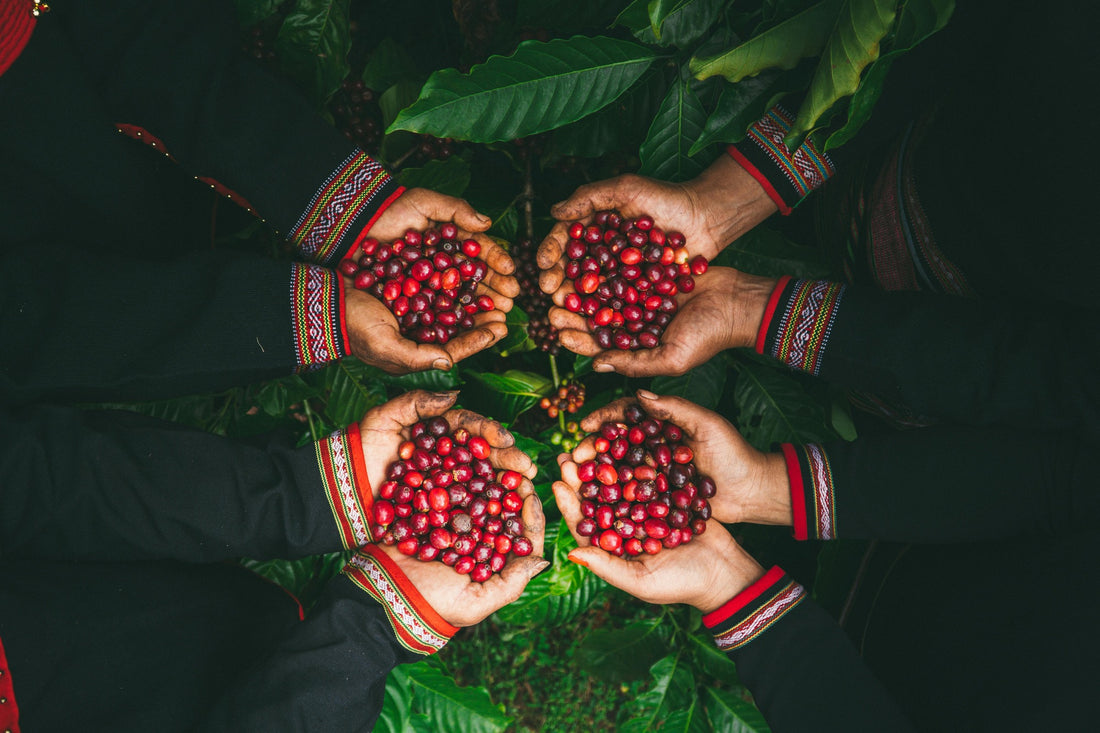 Coffee Cherries