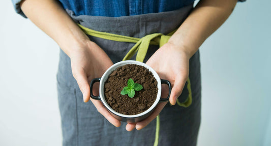 Small plant fertilized with coffee grounds